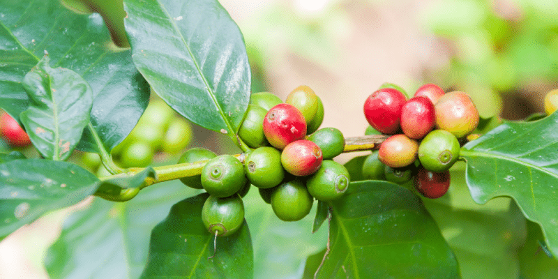 coffee bean tree